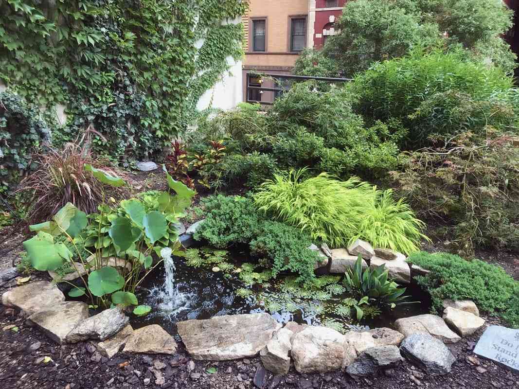 A pond in the Lotus Garden, New York, NY.