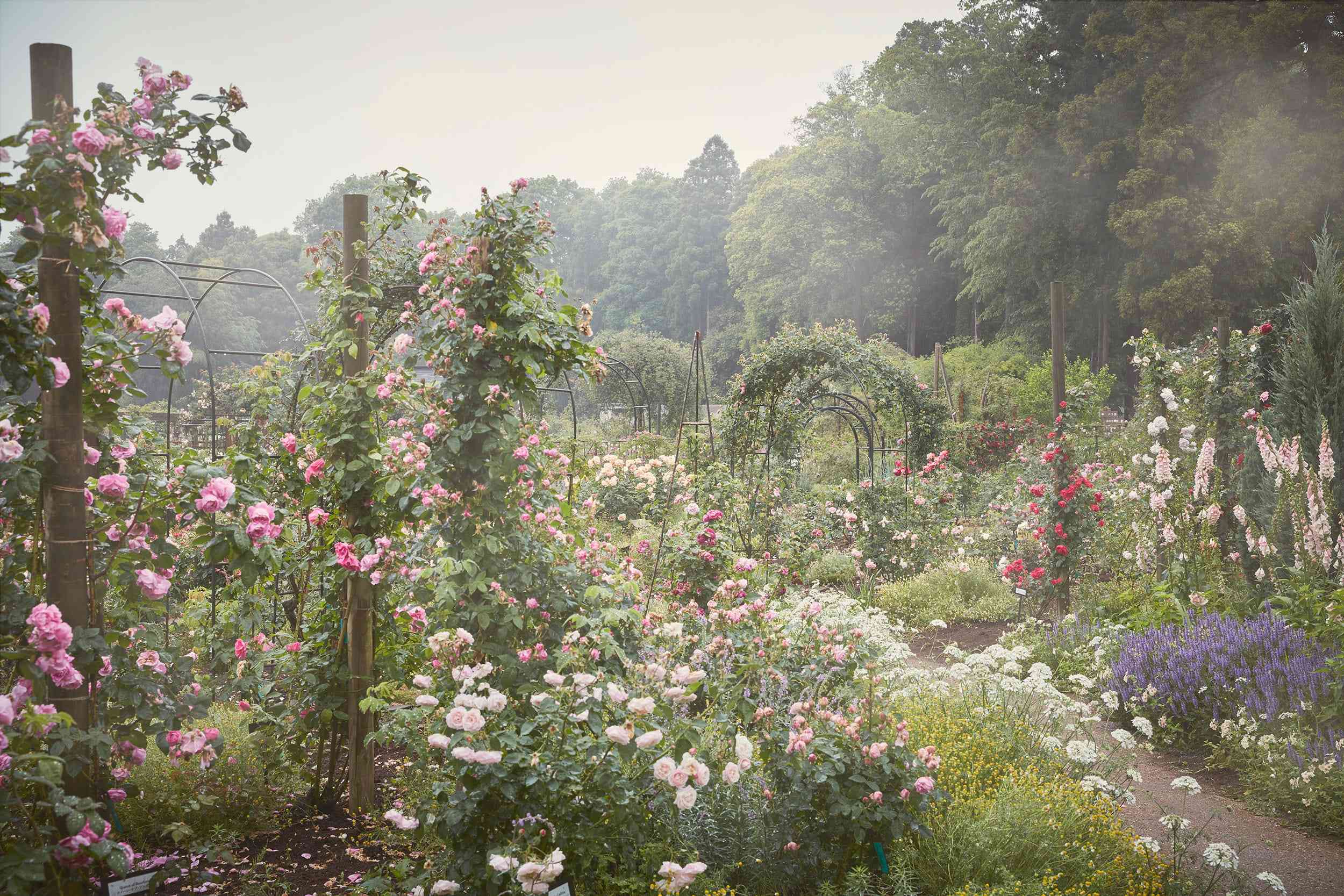 Rose garden photograph by Ngoc Minh Ngo.