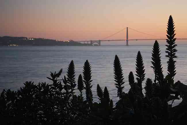 Gardens of Alcatraz in San Francisco, California.