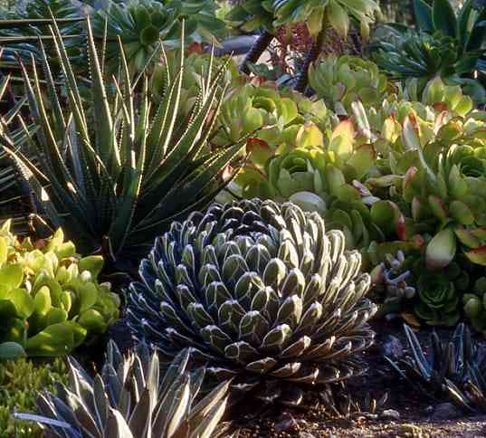 The Ruth Bancroft Garden in Walnut Creek, California.