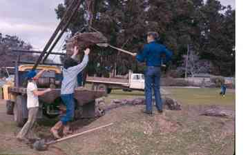 Planting trees in the Ruth Bancroft Garden.