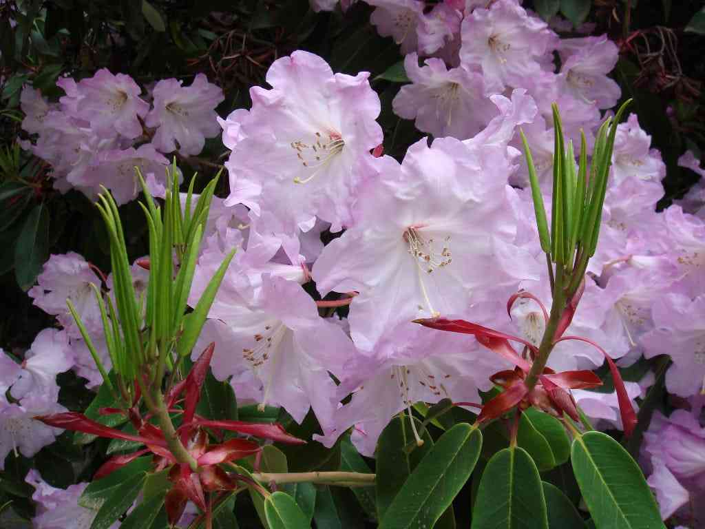 Rhododendrons at Meerkerk Gardens