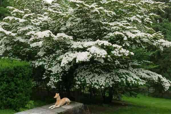 Kousa dogwood tree in bloom at Greenwood Gardens in Short Hills, New Jersey.