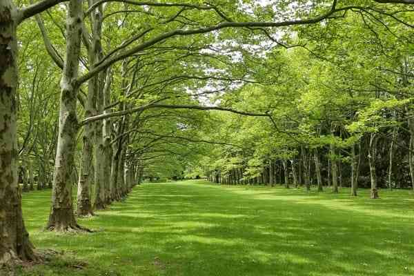 A line of trees at Greenwood Gardens in Short Hills, New Jersey.