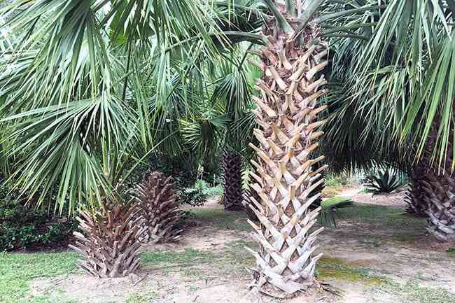 The John Fairey Garden in Hempstead, Texas.