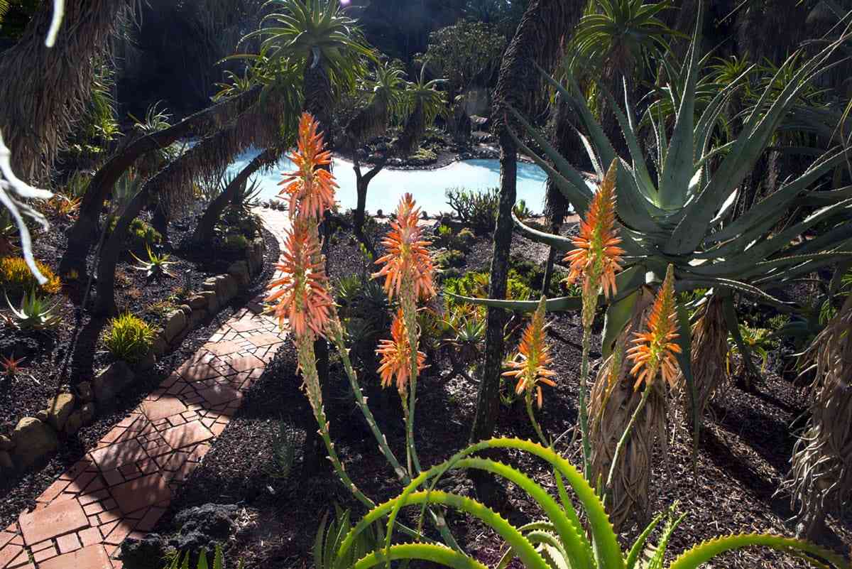 Aloes growing at Lotusland in Santa Barbera, California.