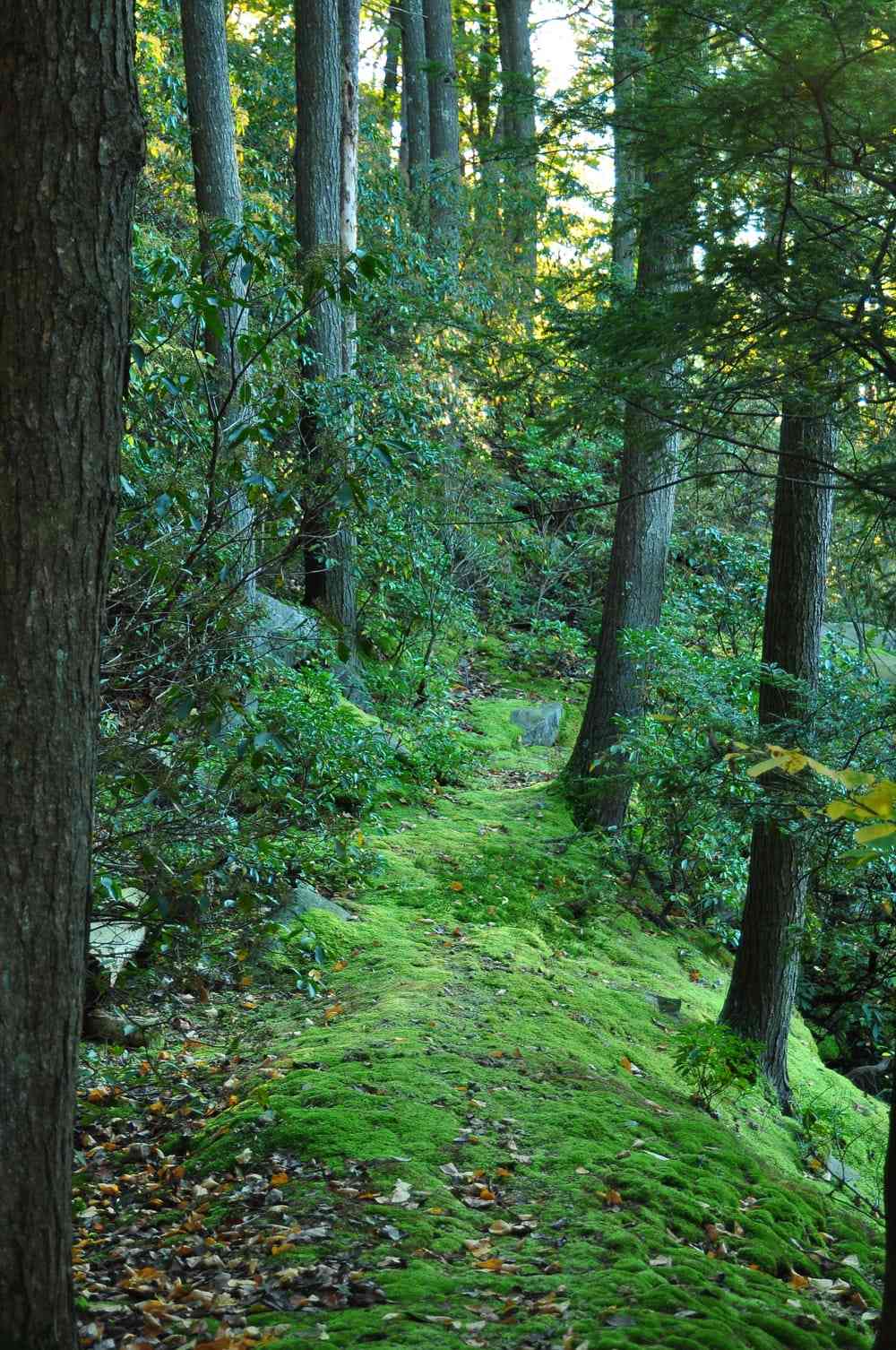 The Moss Room at Manitoga in Garrison, New York.