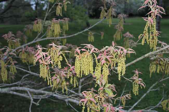 Oaks in the John Fairey Garden collection.