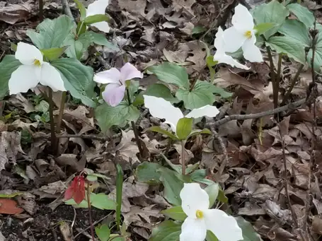 Saturday, April 26th Open Day at Deb's Native Garden