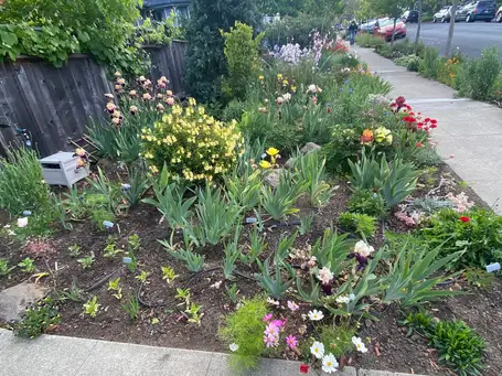 Blooms and Birds