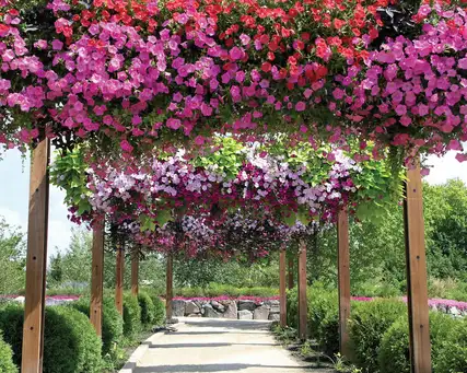 Saturday, August 2 Open Day at The Gardens at Ball - 9-11:30