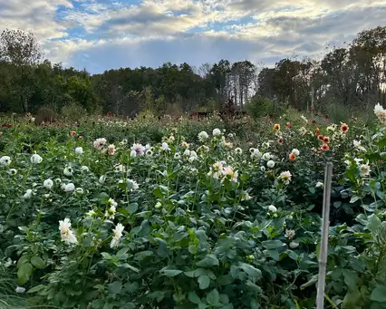 Digging Deeper: Dahlias and Dahlia Seedlings