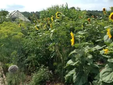 Allen’s Heirloom Homestead