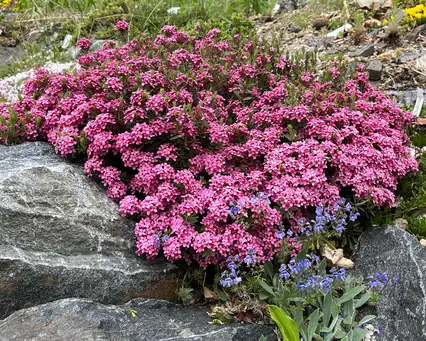 Saturday, May 16 Open Day at Desert Mountain Gardens