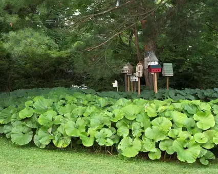 Saturday, June 13 Open Day at Garden of Jane Garmey