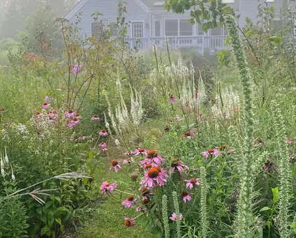 Sunday, July 19 Open Day at Suburban Formal Wilderness Garden