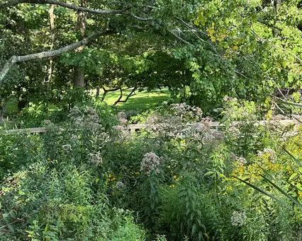 Saturday, July 18 Open Day at New Canaan Meadow