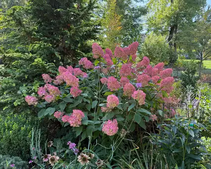 Garden of Robin Lensi