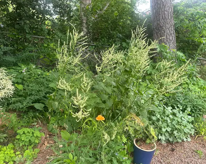 The Garden Conservancy Preservation Partner Garden