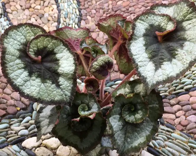 The Garden Conservancy Preservation Partner Garden