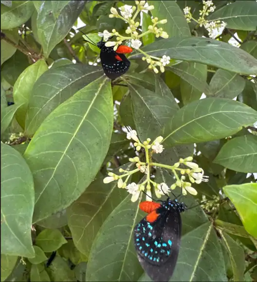 The Garden Conservancy Preservation Partner Garden