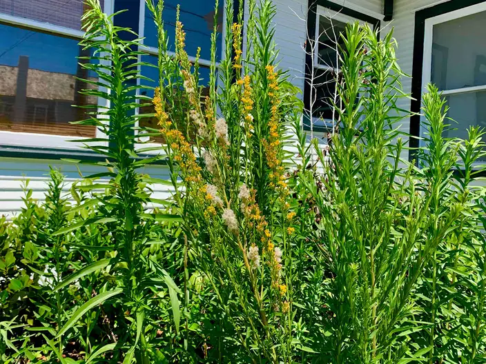 The Garden Conservancy Preservation Partner Garden