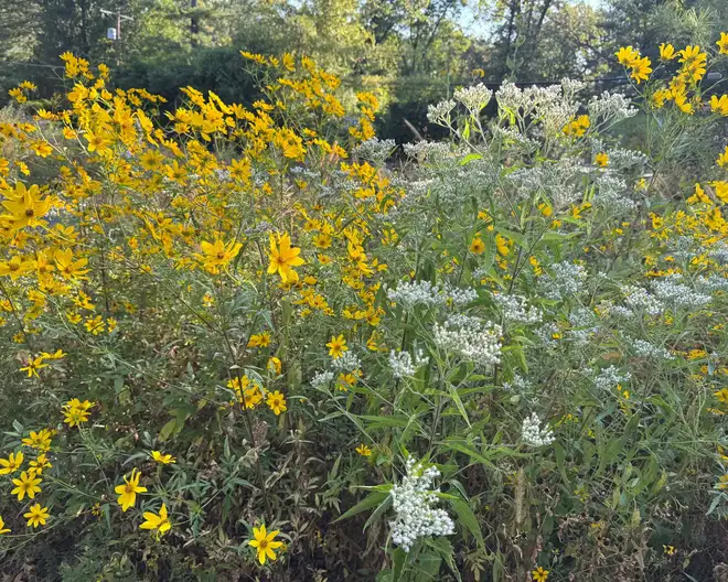 The Garden Conservancy Preservation Partner Garden