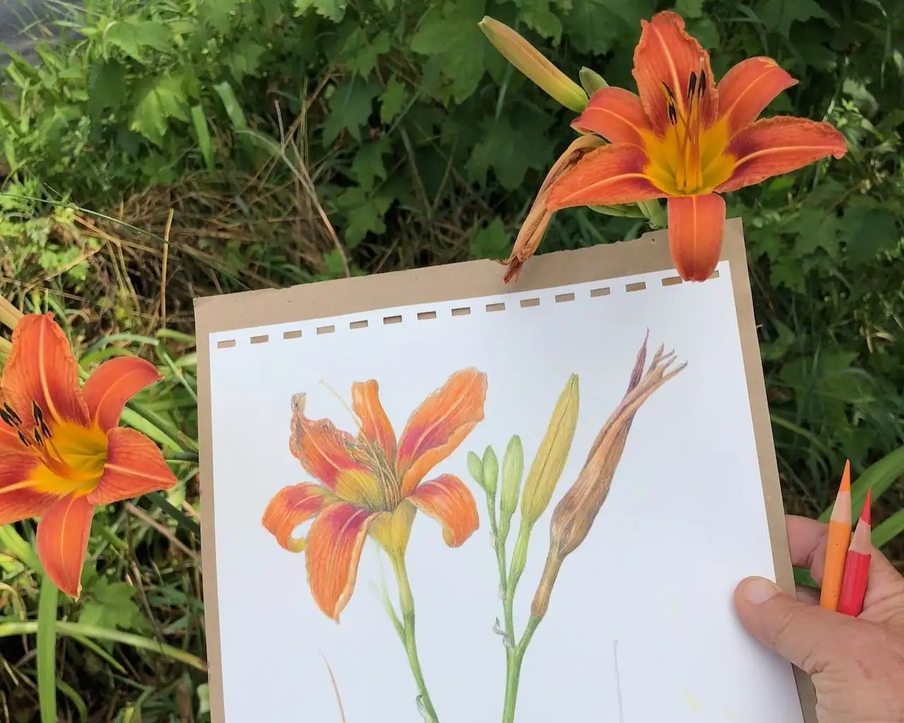 Saturday, June 20 Open Day at Hollengold Farm