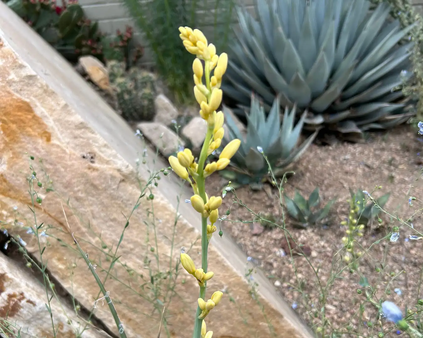 Saturday, June 13 Open Day at SummerHome Garden