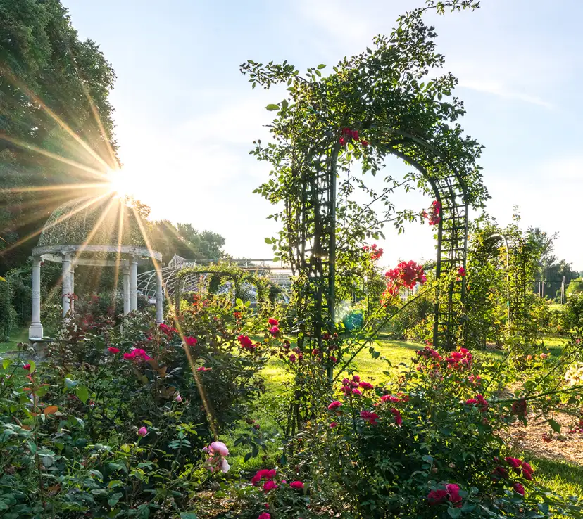 Saturday, June 6 Digging Deeper at Lyndhurst: Lyndhurst Rose Garden Tour