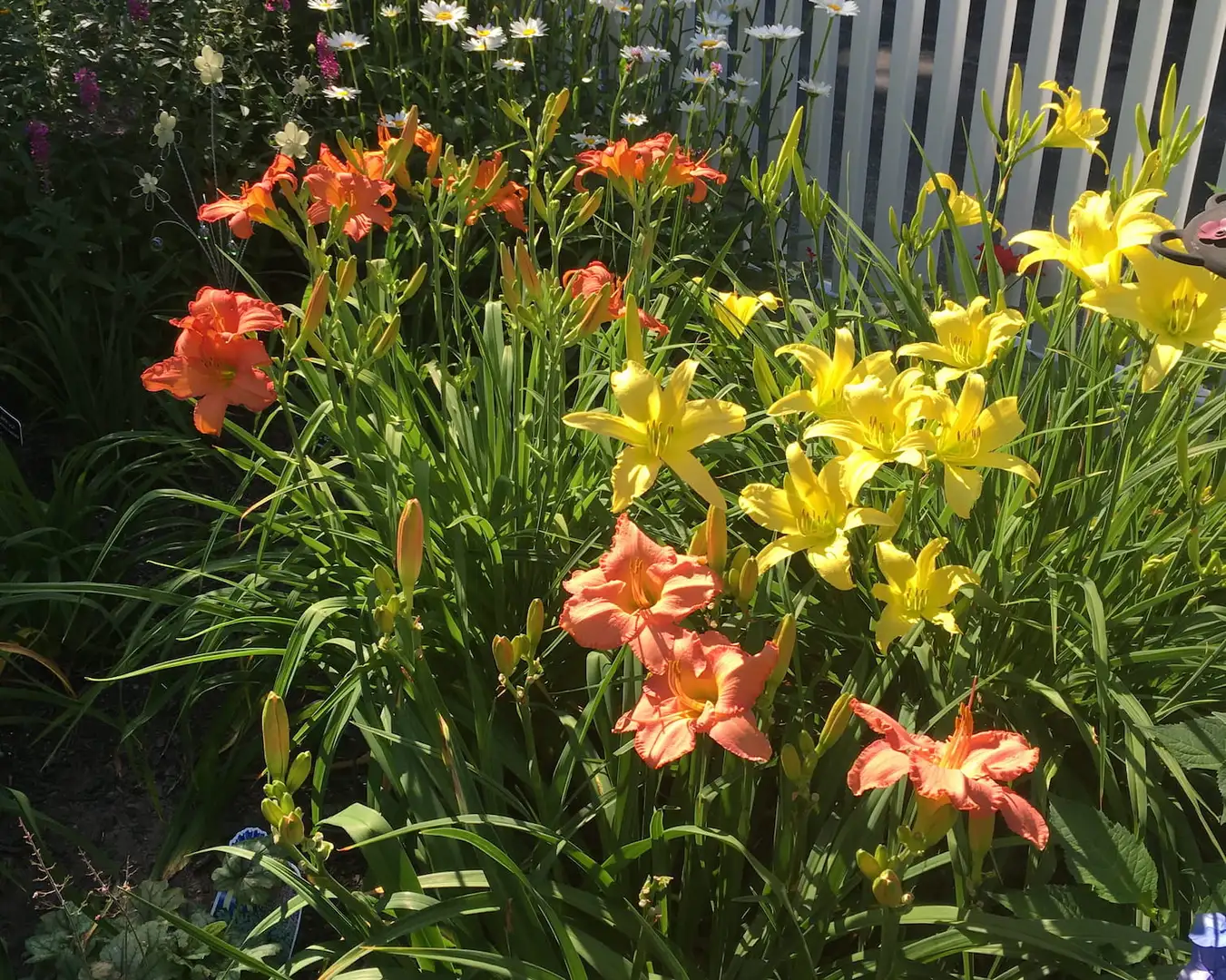 Saturday, July 19 Open Day at Fiona's Secret Gardens